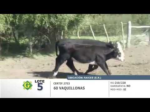 Lote Vaquillonas en Raices (E.Rios)
