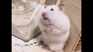おっとりハムスター