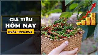 Giá Hồ tiêu hôm nay ngày 11/10/2025 | Xuất Khẩu Tăng Cao Kỷ Lục, Giá Trị Lập Đỉnh So Với Cùng Kỳ