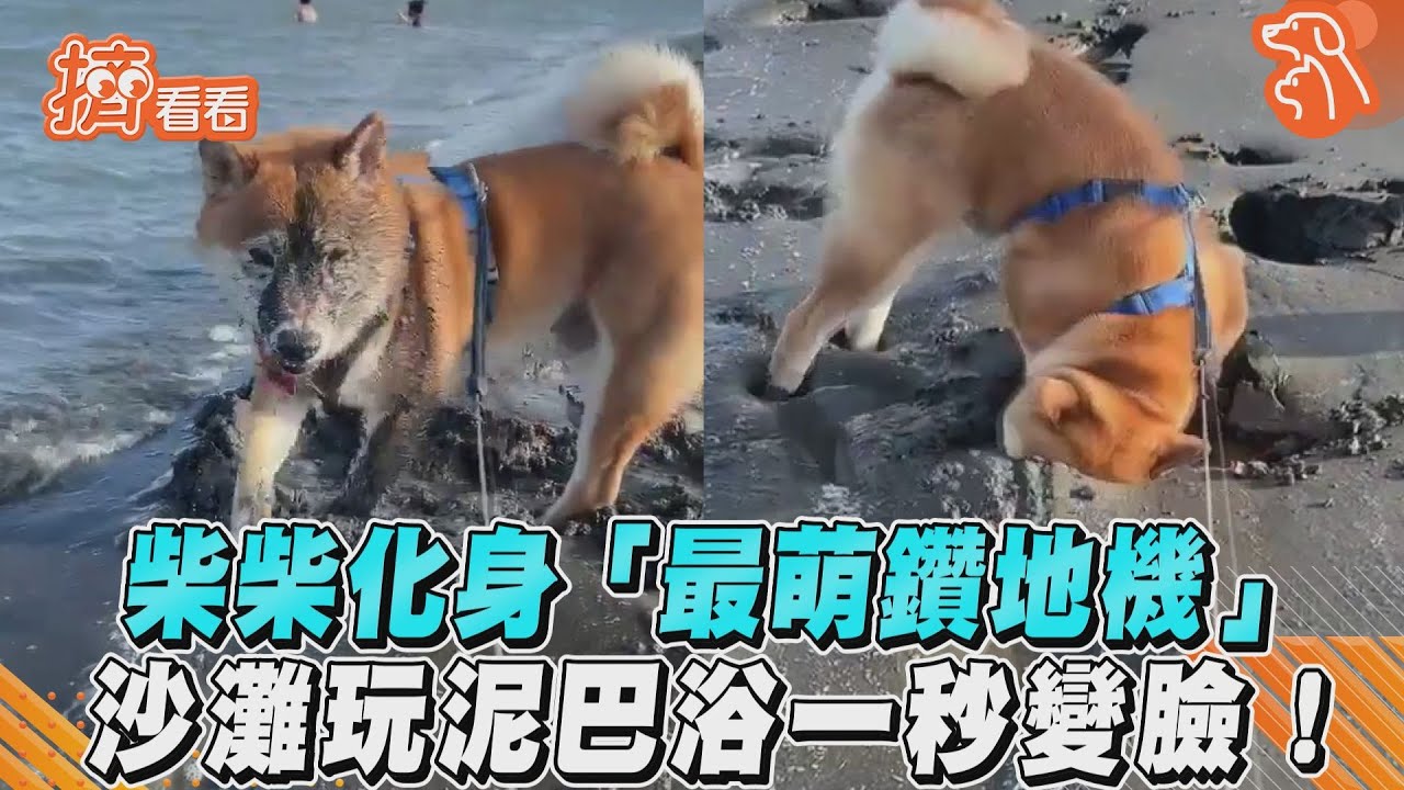 影音/柴柴化身「最萌鑽地機」 沙灘玩泥巴浴一秒變臉!