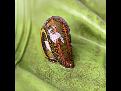 ESKİŞEHİR SÜLÜK HİRUDO VERBANA TIBBİ SİTERİL ÜRETİM