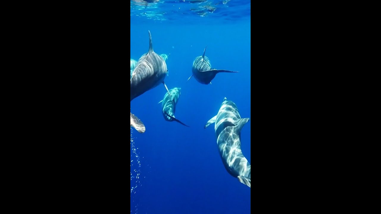 Celebrating Ocean Biodiversity