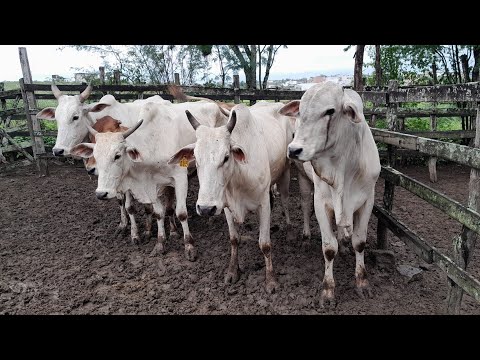 Feira do Gado em Surubim Pernambuco 24/04/2026. Vem conferir!