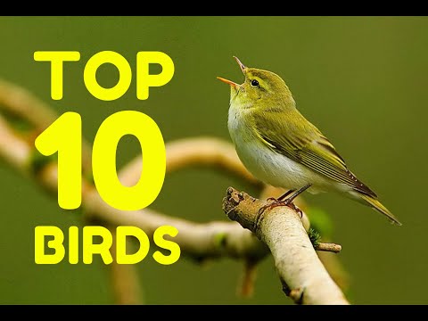 TOP 10 Most COMMON GARDEN BIRDS in the UK 🐤
