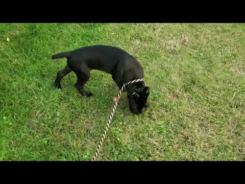 Armonno Cane Corso Black female Pink collar