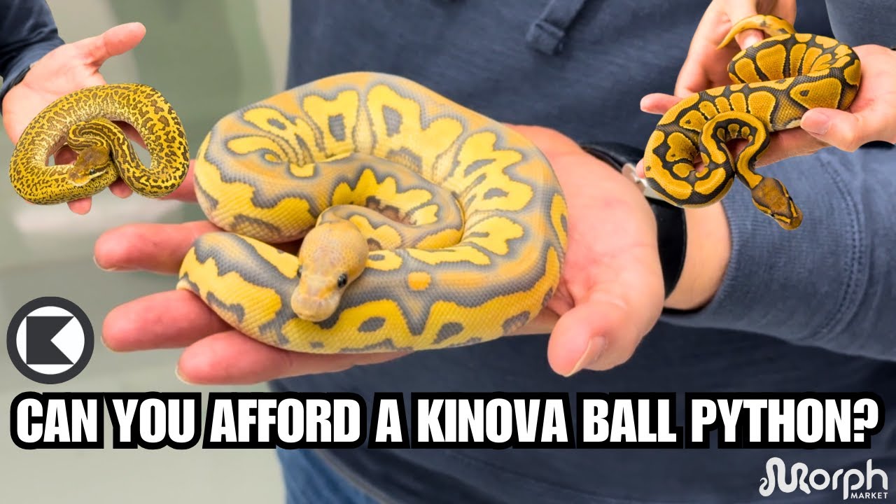 Kinova Reptile's Top 3 Most Expensive & Inexpensive Ball Pythons On MorphMarket