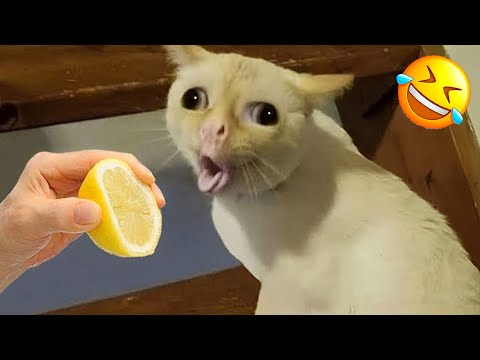 Funniest Cats And Dogs Videos of the Century 😅 #2