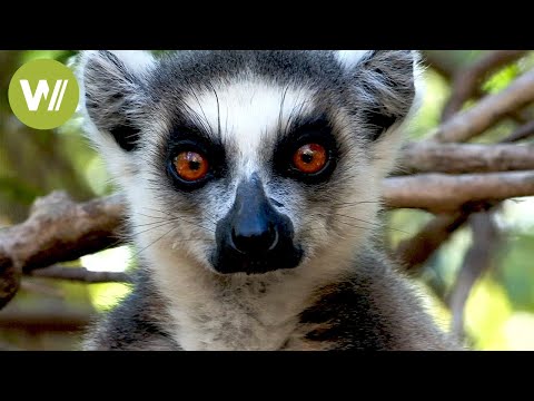 Madagascar - Wildlife and Green Treasures of the Red Island