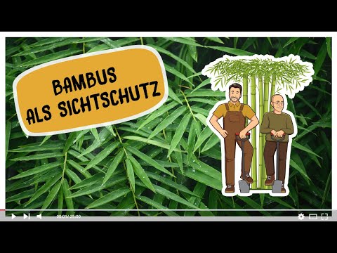 Bambus als Hecke und Sichtschutz im Garten. Welche Pflanzen eignen sich?