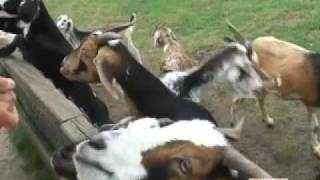 Tur retur Givskud Zoo