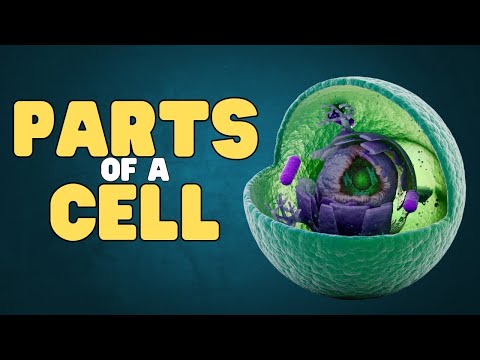 Parts of a Cell | Learn about the parts of plant and animals cells