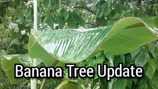 Banana Tree Update!