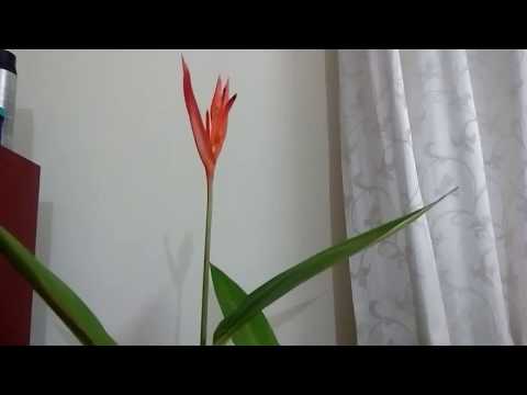 How to Take Care of Heliconia Psittacorum - Tropical Gardening