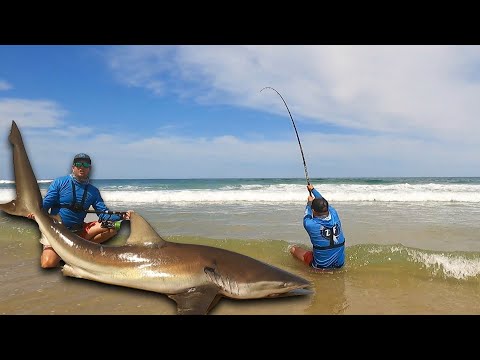 Fishing for Sharks from the beach! Landing this massive Bronze Whaler shark on my own was not easy!