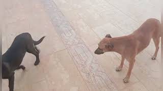 ُجولة في المزرعة مع الحيوانات الأليفة Bom passeio pela fazenda