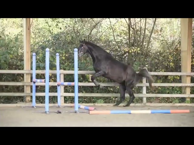 Magnifique hongre 4 ans 