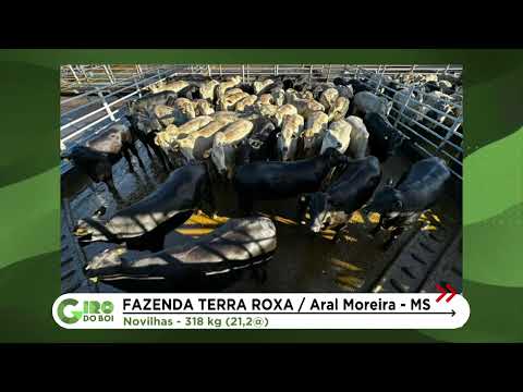 NOVILHADA TERMINADA NA TIP ULTRAPASSA 21 ARROBAS EM MS; CONFIRA