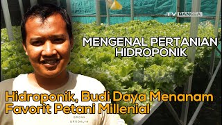 Hidroponik, Budi Daya Menanam Favorit Petani Millenial 