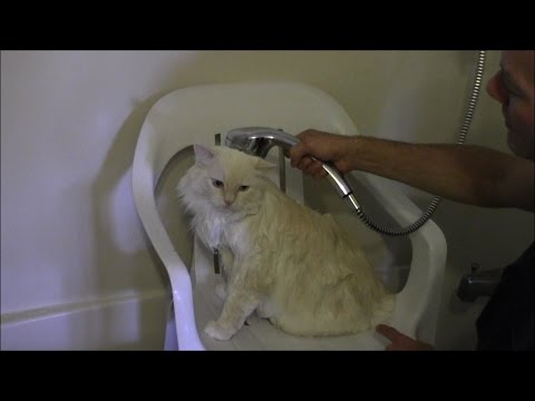 How To Wash Your Cat in The Shower