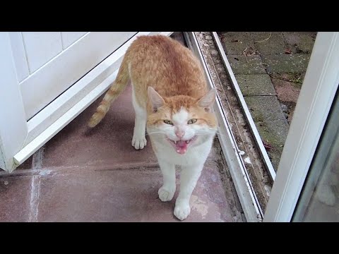 Cat Meowing & Hissing Loudly