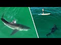 Best Great White Shark Drone Footage 2023-(Non-Narrated Version)