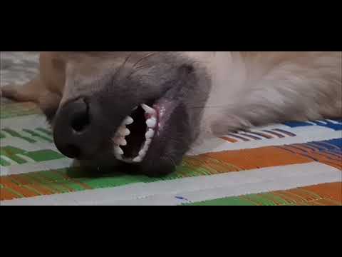 Dhruva the sleeping Beauty 😴