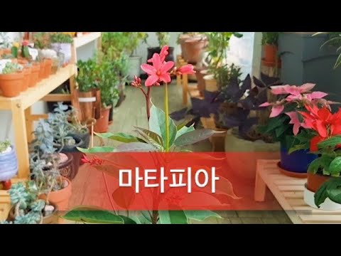 , title : '연중 꽃을 피워주네요/ 기특한식물/ 마타피아'