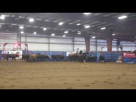 ARHA world show Amateur Herd Work