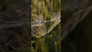 Download lagu Kata Bijak Bahasa Sunda 2022 || jodo moal kamana #shorts mp3