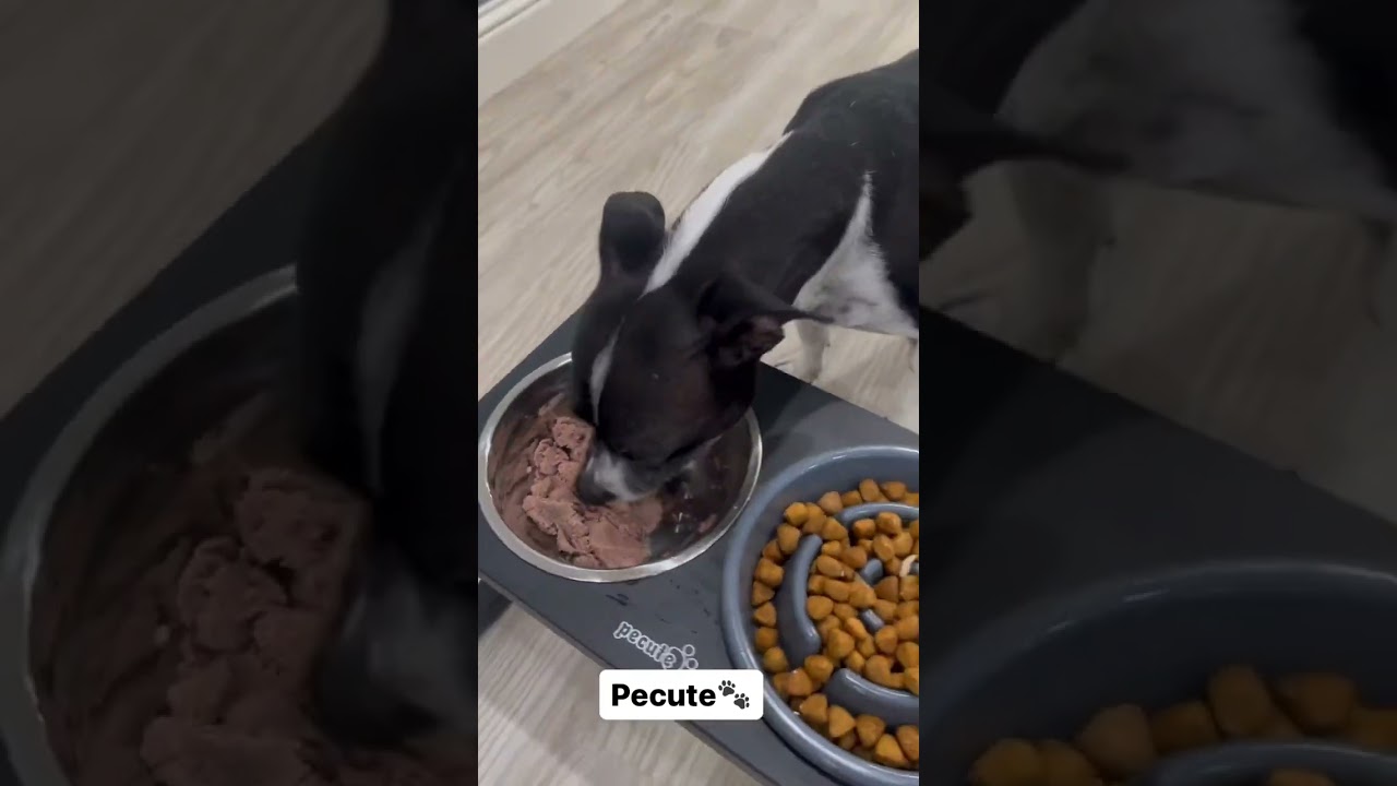 Stop the Furry Vacuum Cleaner with Our Raised Dog Slow Feeder Bowl Set!