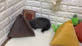 ブリティッシュショートヘアの動画01