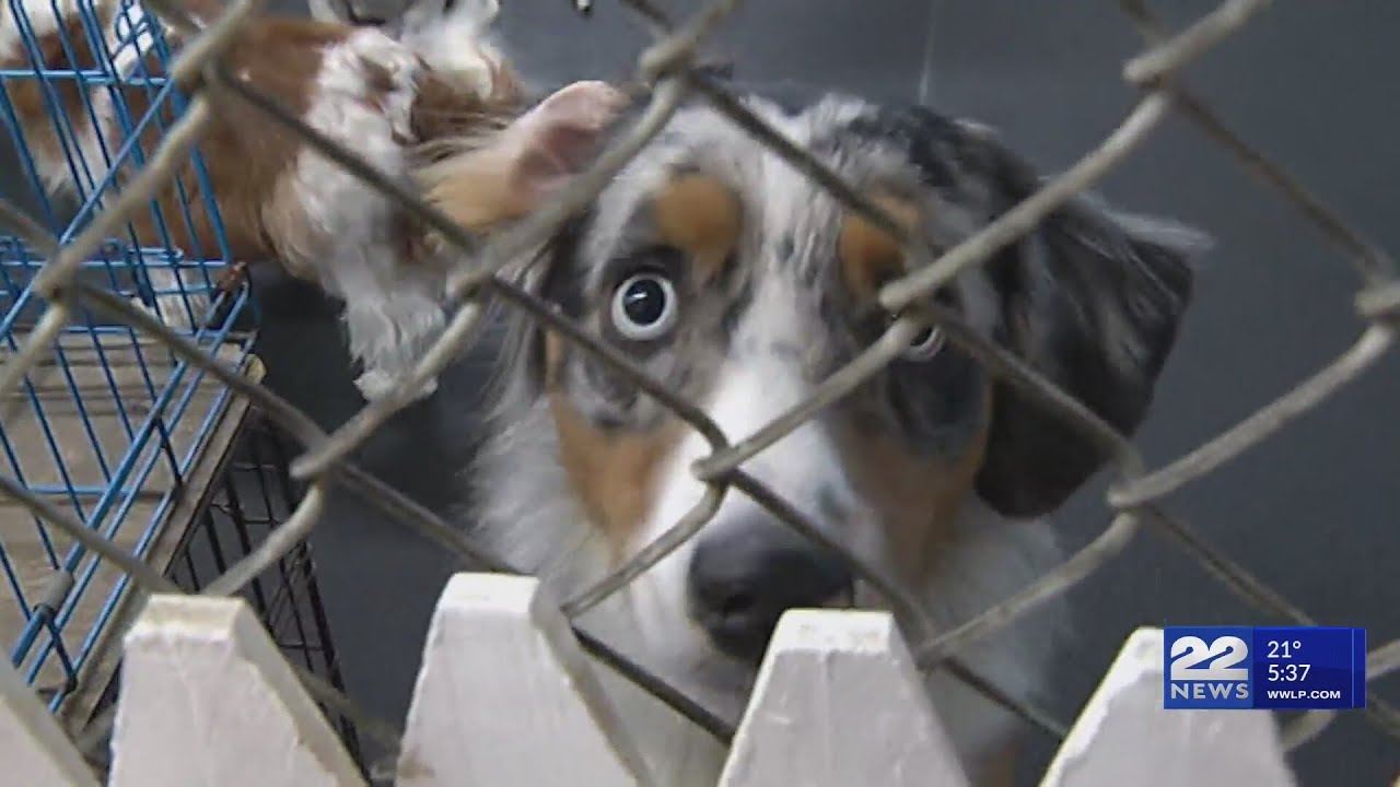 Second Chance Animal Services reflects on helping over 56,000 pets in 2024