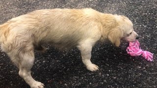 Un perro sin casa que comía de la basura es rescatado y su actitud te dejará sorprendido