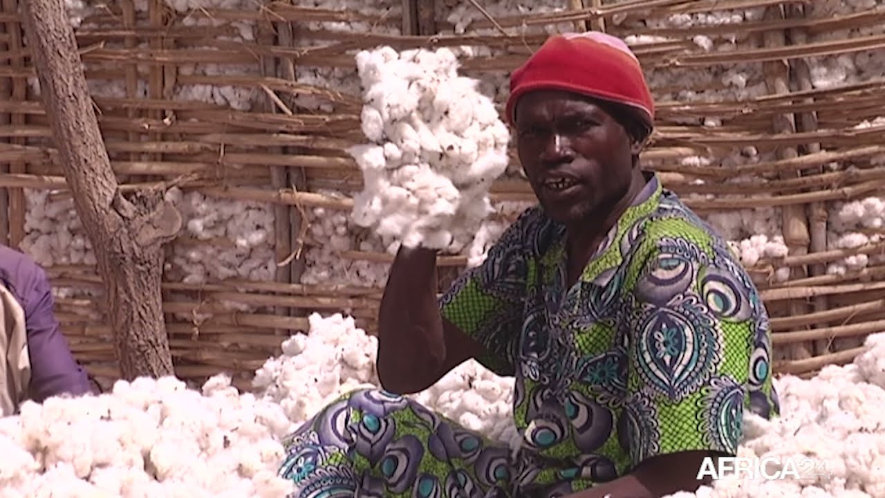 Côte d'Ivoire : plus de 550.000 tonnes de coton graine produites en 2021