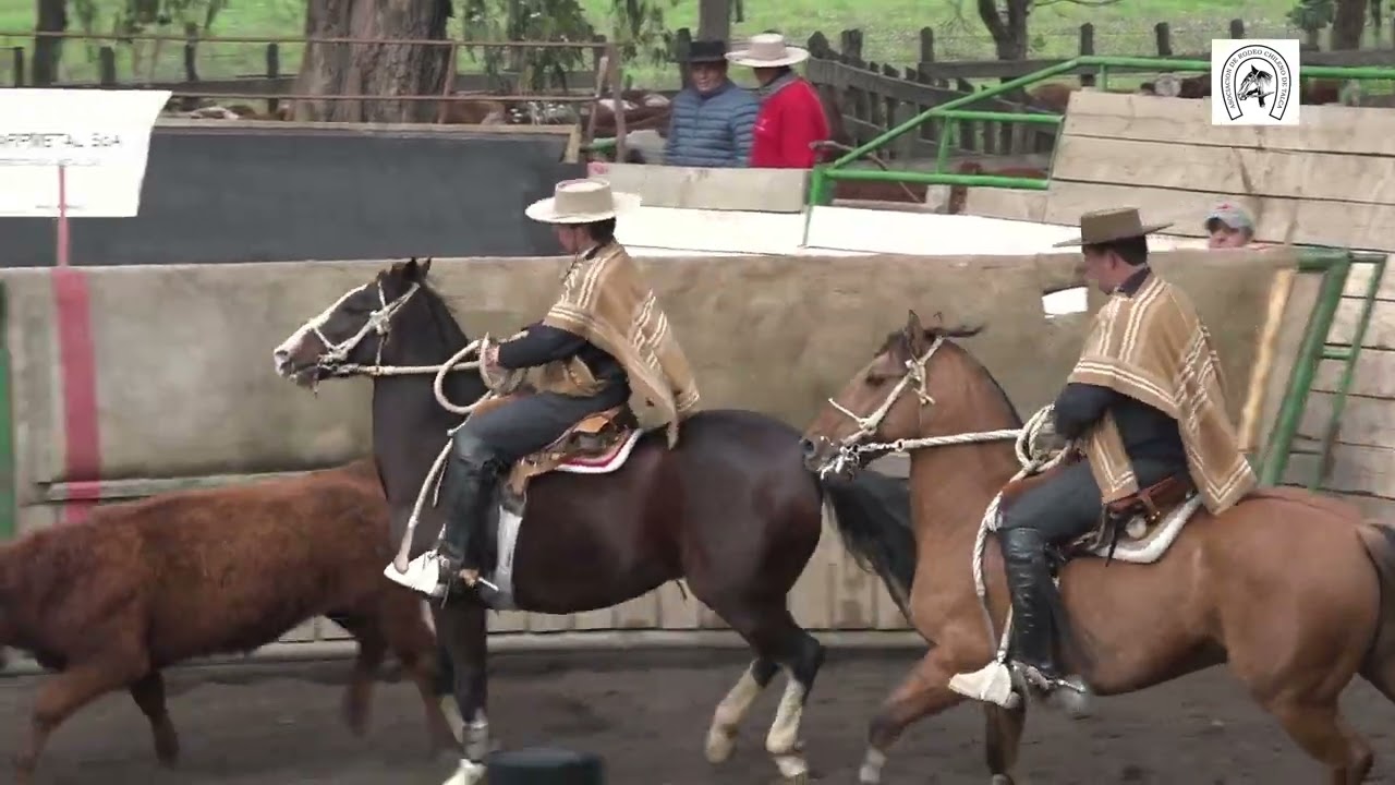Segundo Animal de la Segunda Serie Libre rodeo club Maule Duao