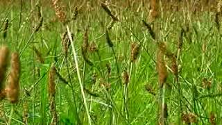 WORDS FAIL YOU (KRIS DELMHORST)