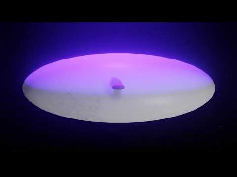 Tardigrade animation