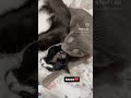 Aw There Finally Getting Along ️ Trinity 4o6 Cats Kitty Tuxedo Bobtail