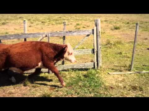 En Venta, Novillos de 1 a 2 Años.