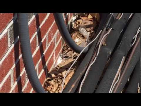 Wasps at senior living community in Lanoka Harbor, NJ.