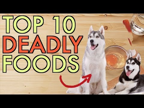 10 Foods You Should NEVER Feed Your Dog!