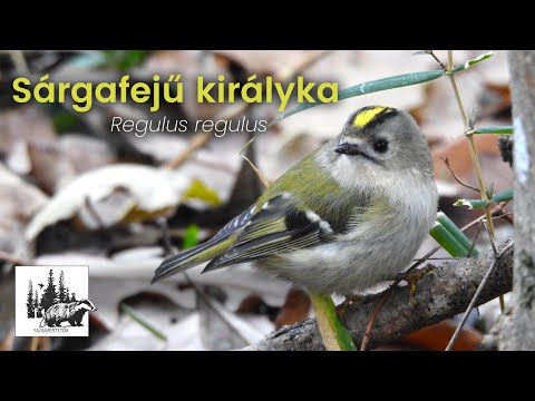 Sárgafejű királyka
