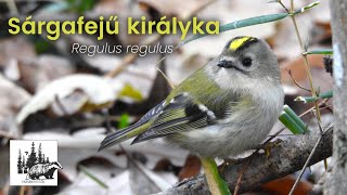 Sárgafejű királyka bemutatása – fajismertető videó