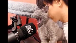 れんあいそうだん【恋愛相談LIVE】
