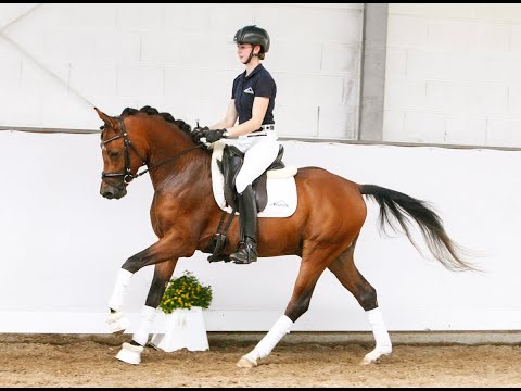 POTTS DON FELIPE 3j.  Hengst v. D-Power