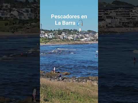 Pescando en La Barra de Maldonado, Uruguay #fishing #fish #shorts