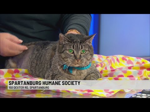 Pet of the Week: Bertie - YouTube