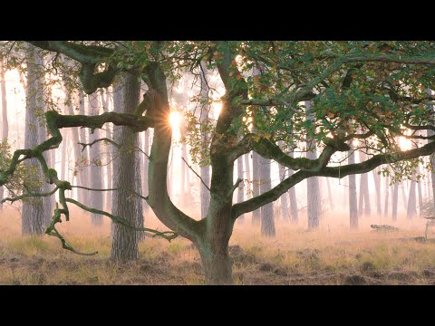 Diersfordter Wald - Großes Veen - Motivfindung und Bildkomposition im Moor