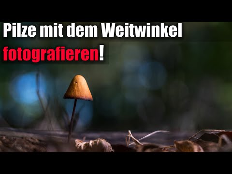 🍄Pilze mit dem Weitwinkel 😱 fotografieren📷 Sony FE 20mm f1.8 G .. für Anfänger und Fortgeschrittene