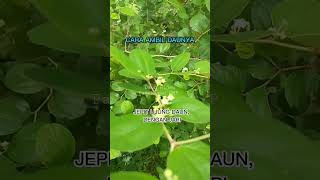 Download lagu HOW TO PICK BIDARA LEAVES, THEIR SPINS ARE SHARP, LONG AND MANY mp3